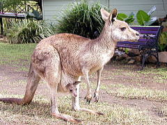 おなかから顔を出すカンガルーの赤ちゃん